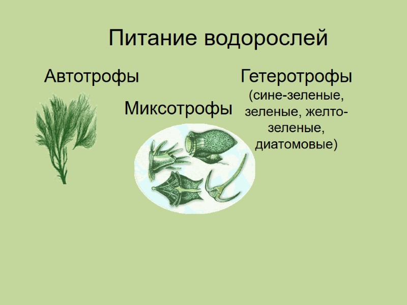 Питание водорослей Автотрофы Гетеротрофы (сине-зеленые, зеленые, желто-зеленые, диатомовые) Миксотрофы